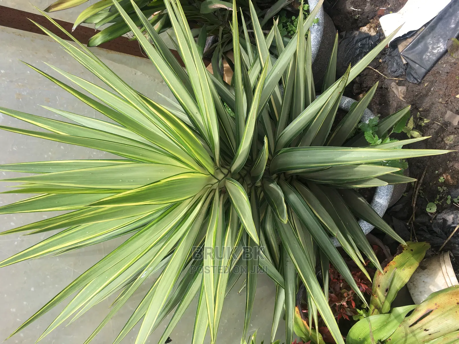 Yucca Plant