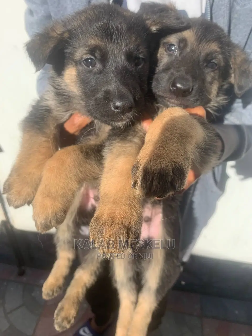 1-3 Months Male Purebred German Shepherd
