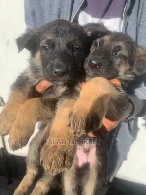 1-3 Months Male Purebred German Shepherd