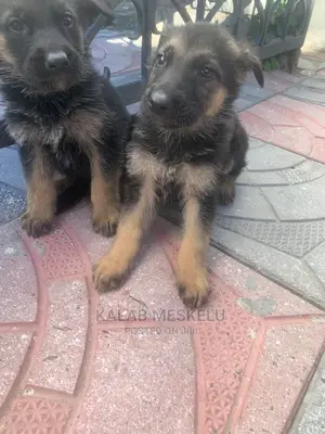 1-3 Months Male Purebred German Shepherd