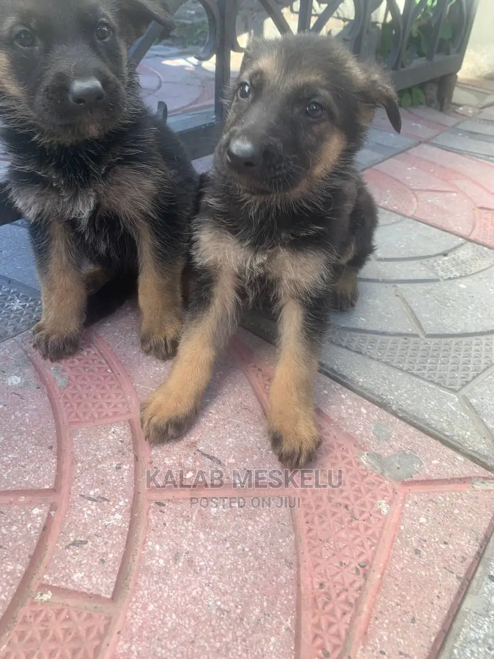 1-3 Months Male Purebred German Shepherd