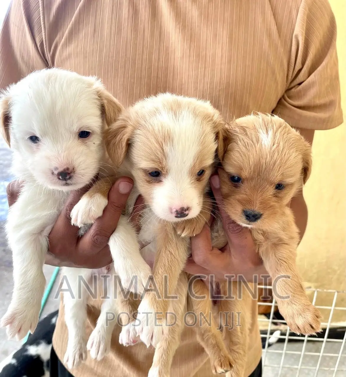 1-3 Months Male Purebred Dog