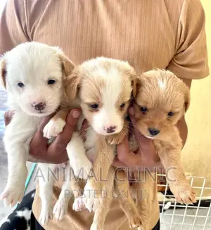 1-3 Months Male Purebred Dog