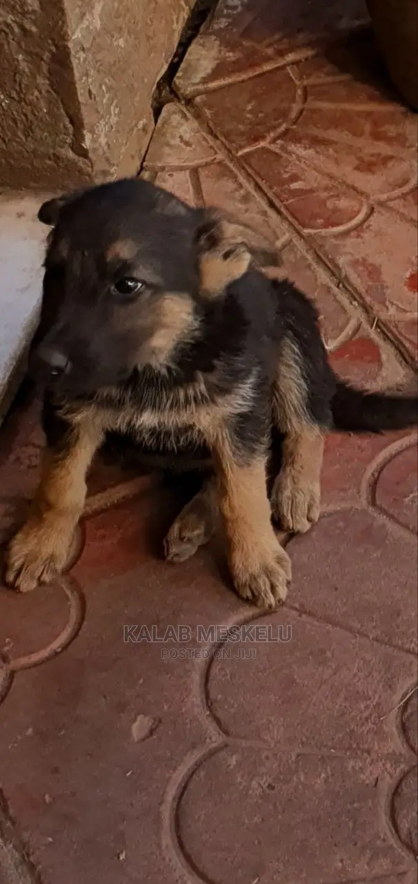 1-3 Months Male Purebred German Shepherd