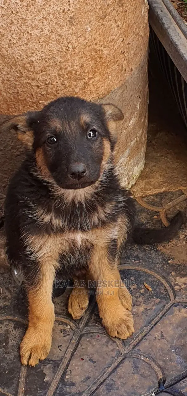 1-3 Months Male Purebred German Shepherd