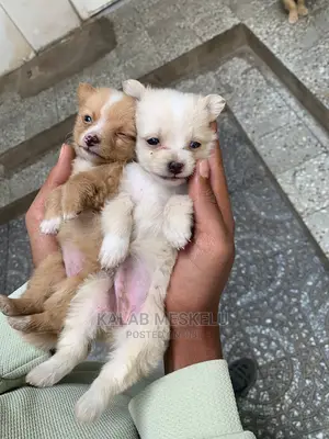 1-3 Months Female Purebred Dog