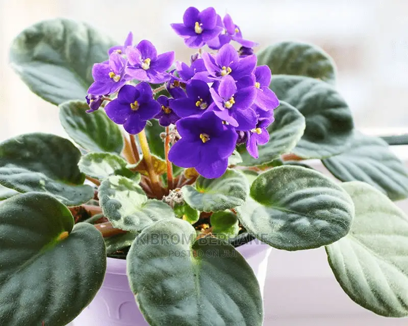 Afrikan Violet House Plants