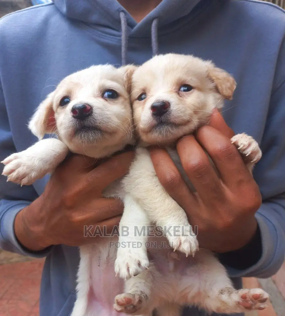 1-3 Months Male Purebred Dog