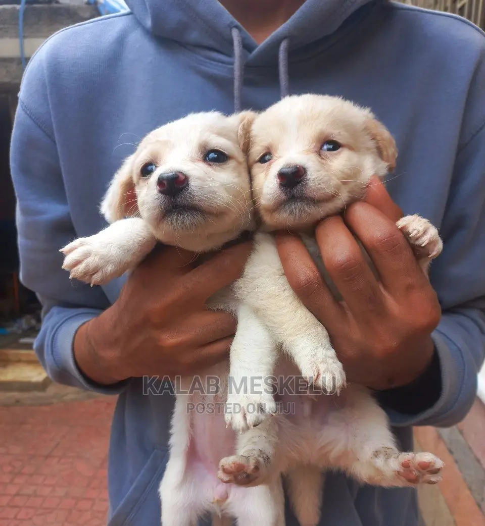 1-3 Months Male Purebred Dog