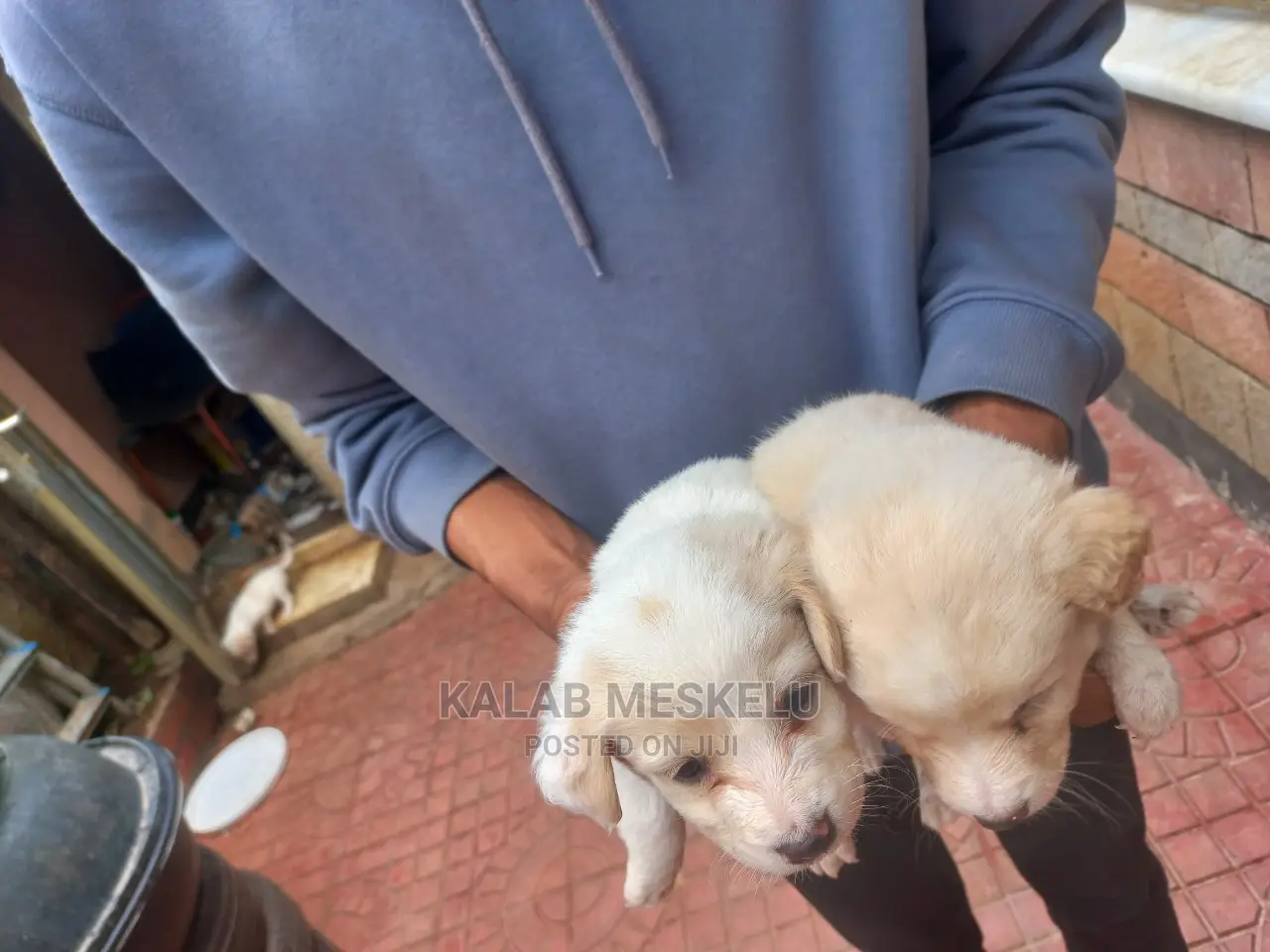 1-3 Months Male Purebred Dog