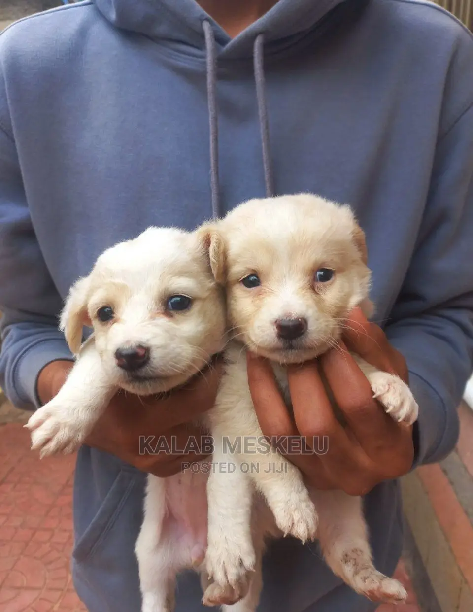 1-3 Months Male Purebred Dog