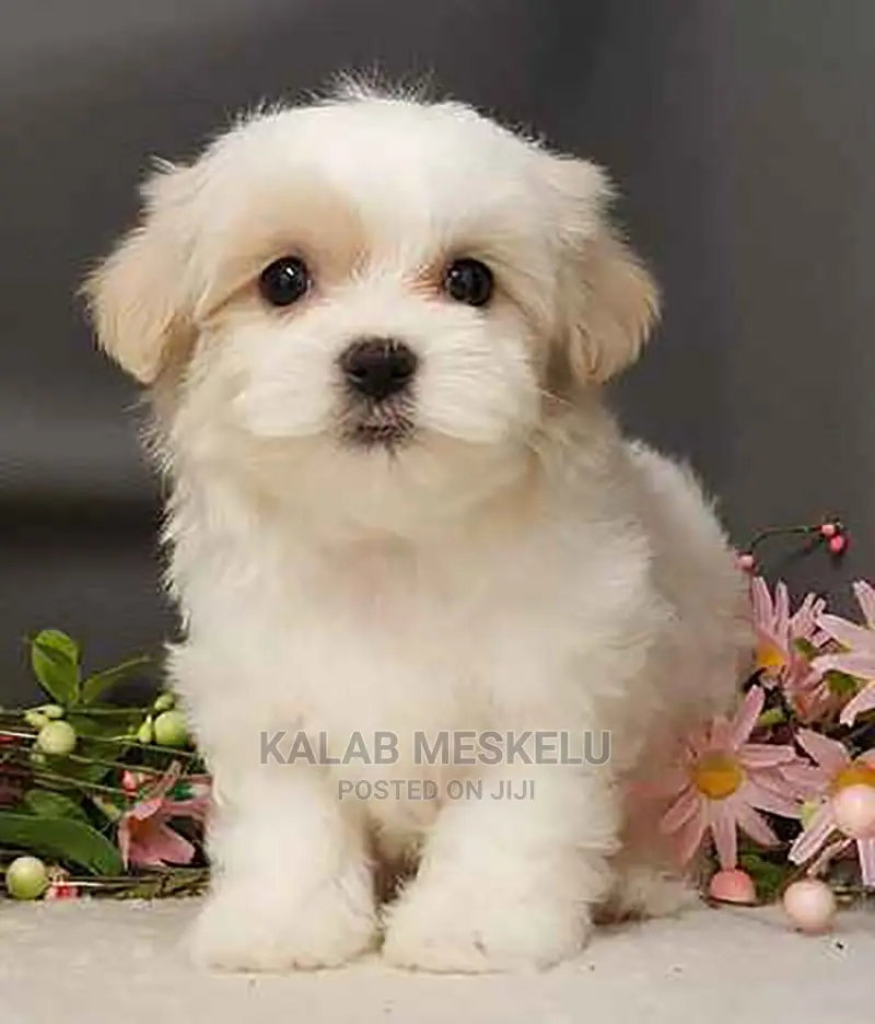 1-3 Months Male Purebred Dog