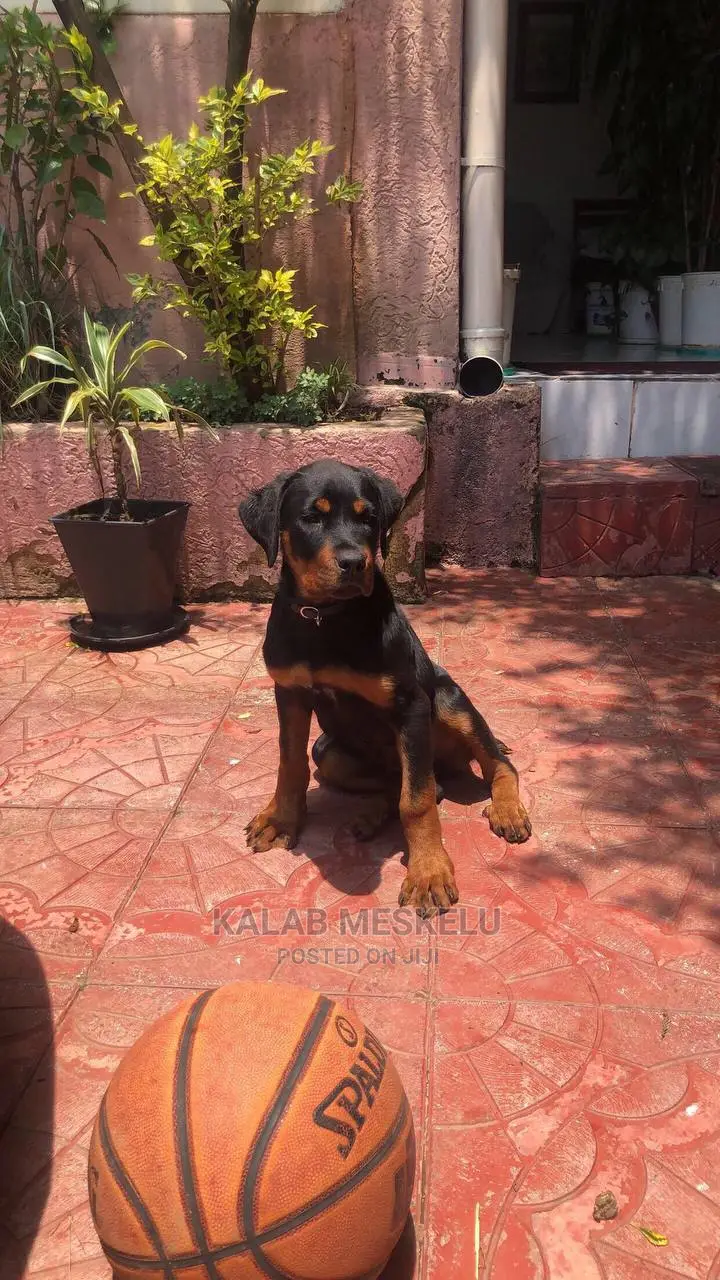 3-6 Months Male Purebred Rottweiler