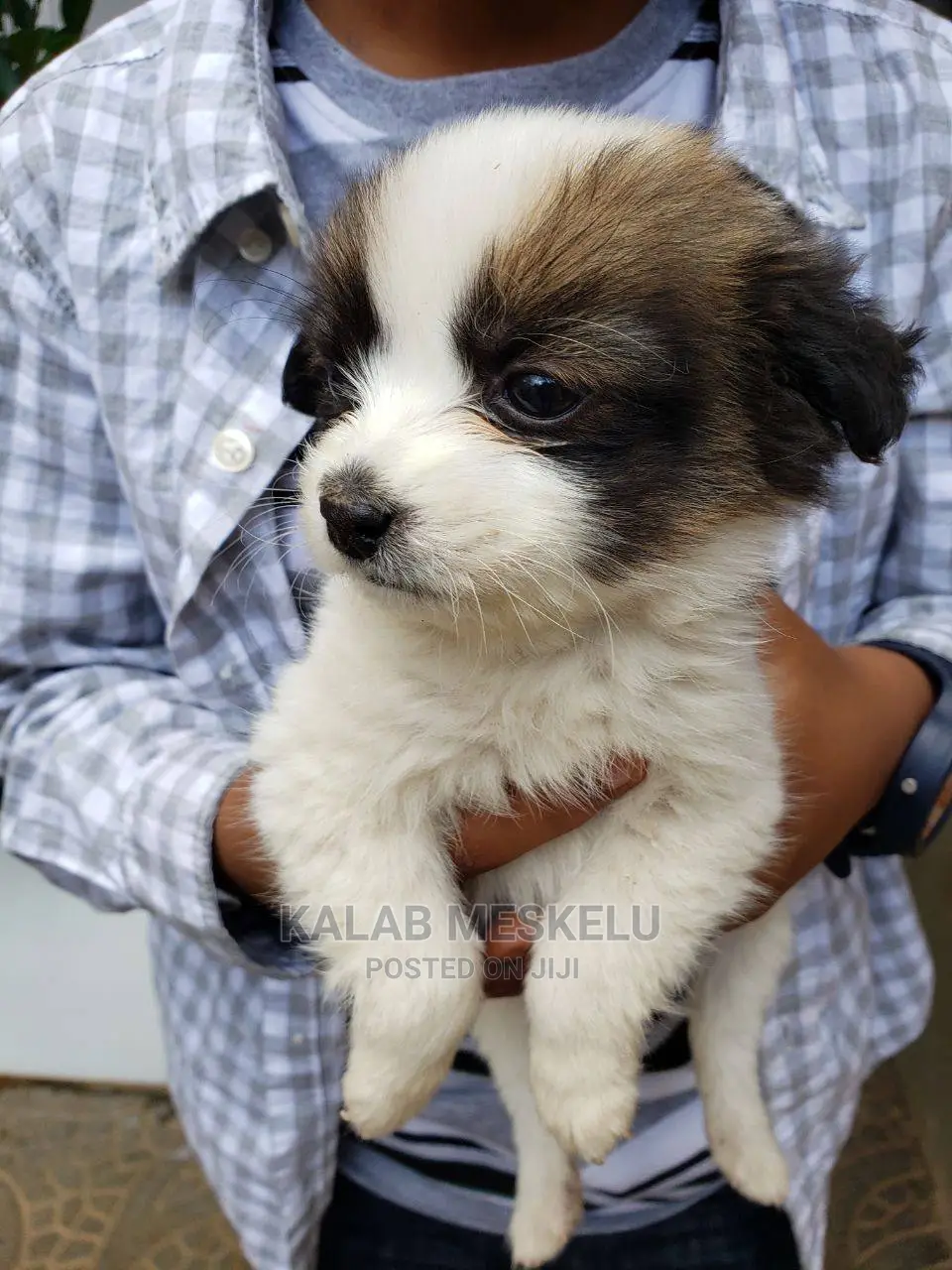 1-3 Months Female Purebred Maltese