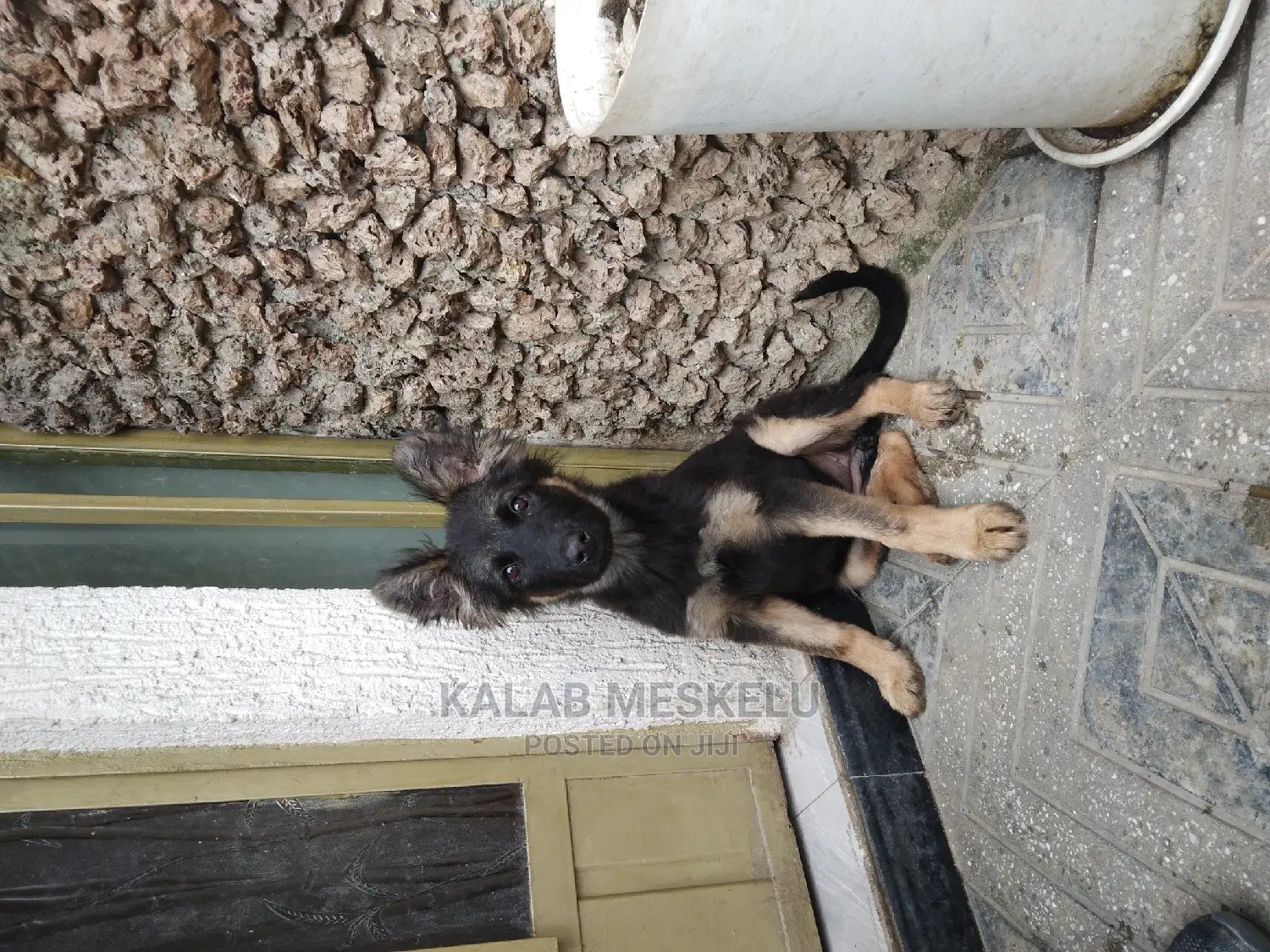 1-3 Months Female Purebred German Shepherd