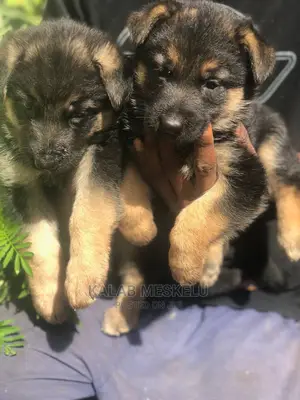 1-3 Months Female Purebred German Shepherd