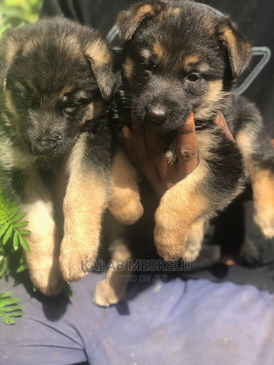 1-3 Months Female Purebred German Shepherd