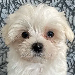 1-3 Months Female Purebred Maltese