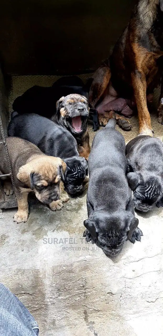 1-3 months Male Purebred Mastiff