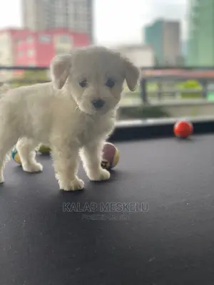 1-3 Months Male Purebred Maltese