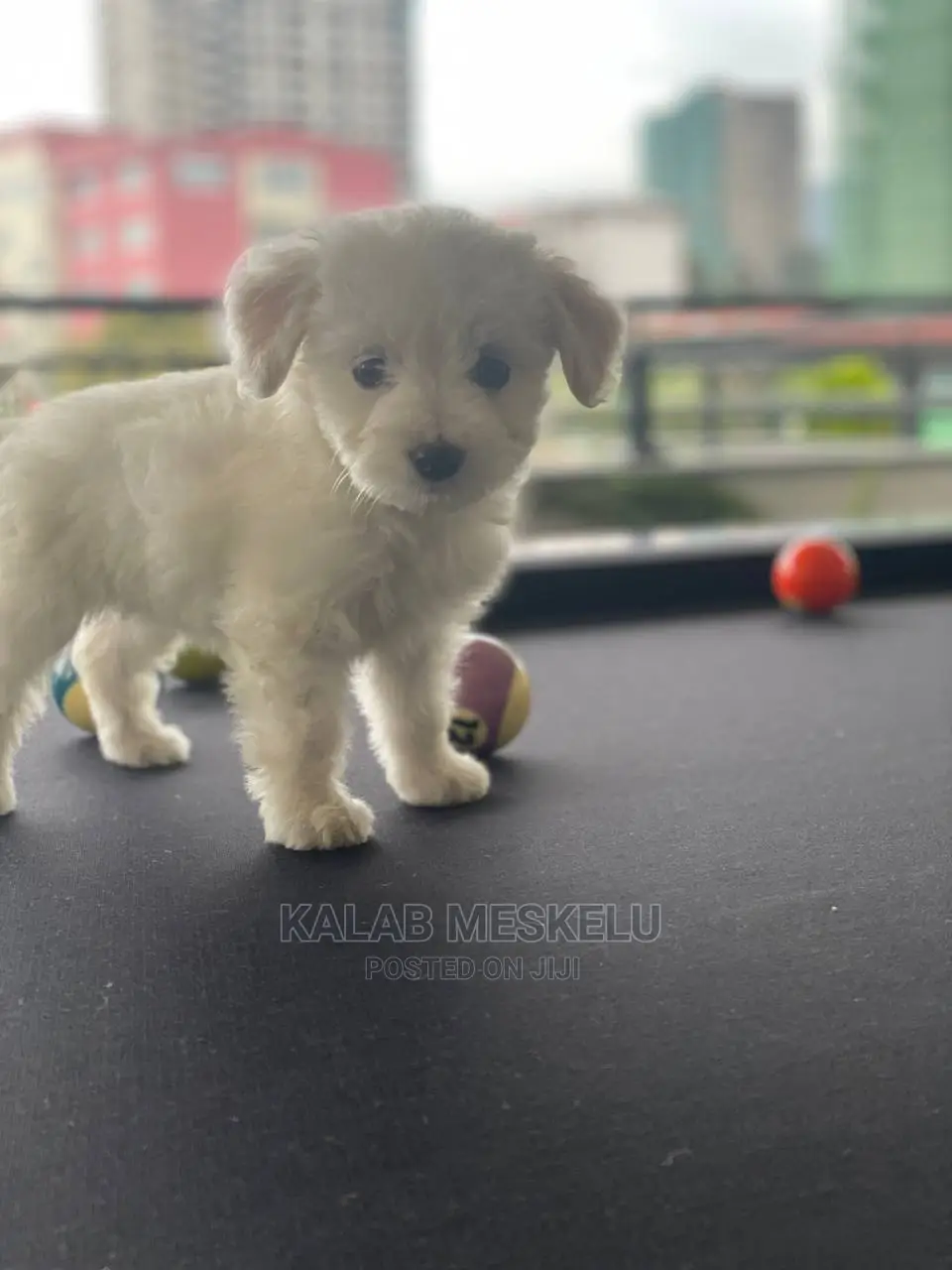 1-3 Months Male Purebred Maltese