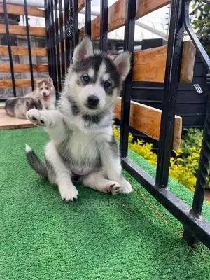 1-3 Months Male Purebred Siberian Husky