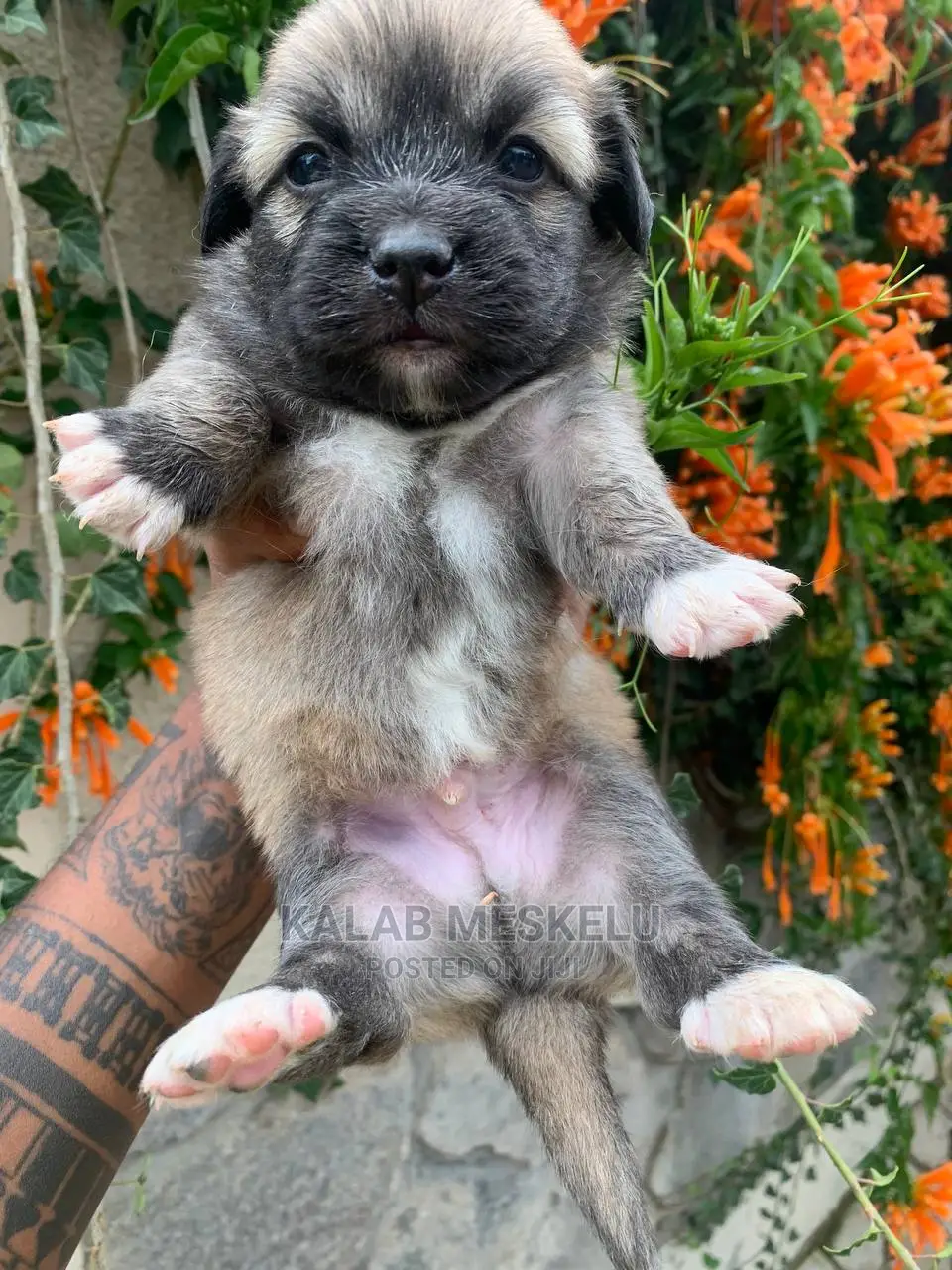 1-3 Months Female Purebred Shih Tzu