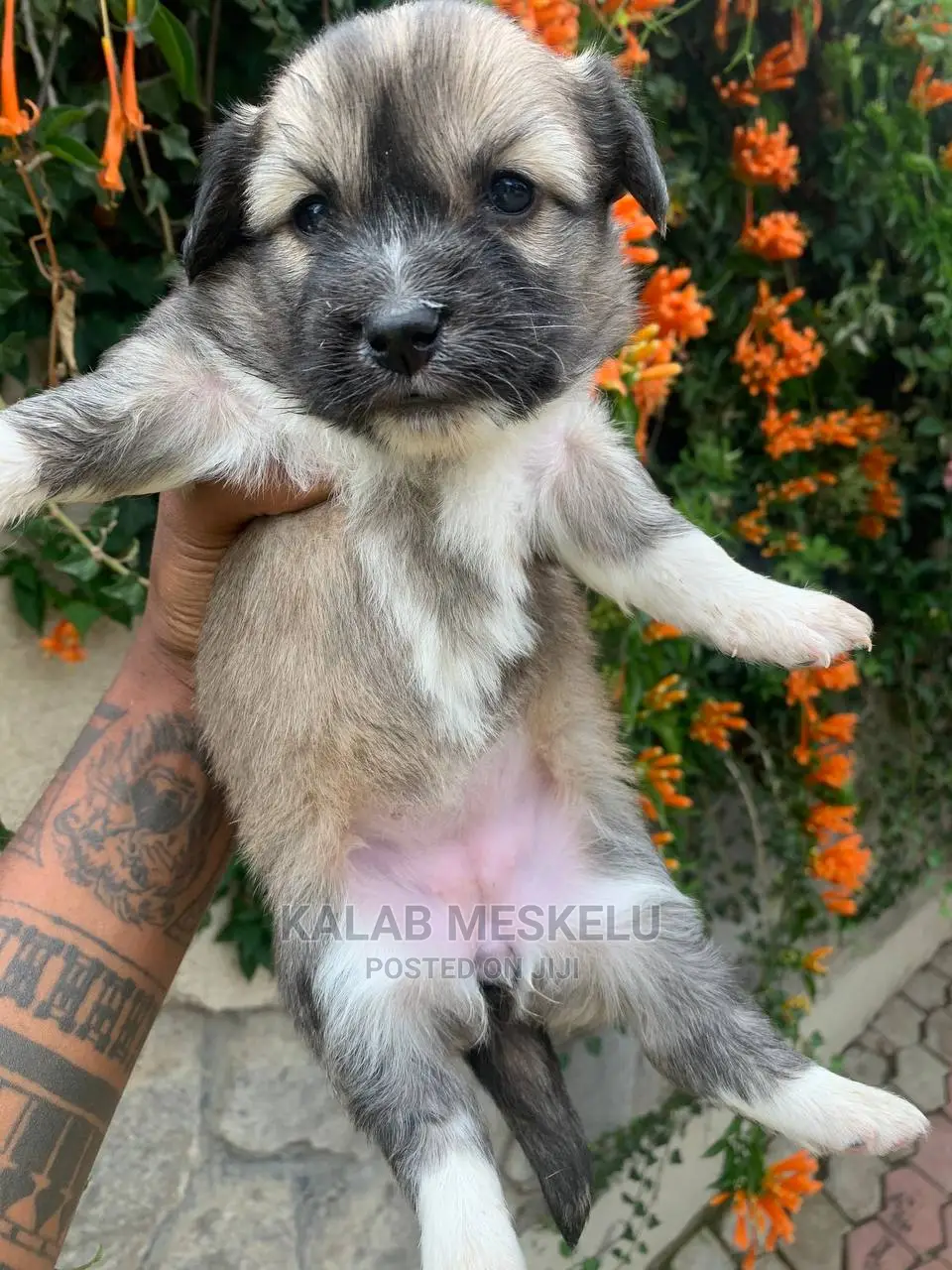 1-3 Months Female Purebred Shih Tzu