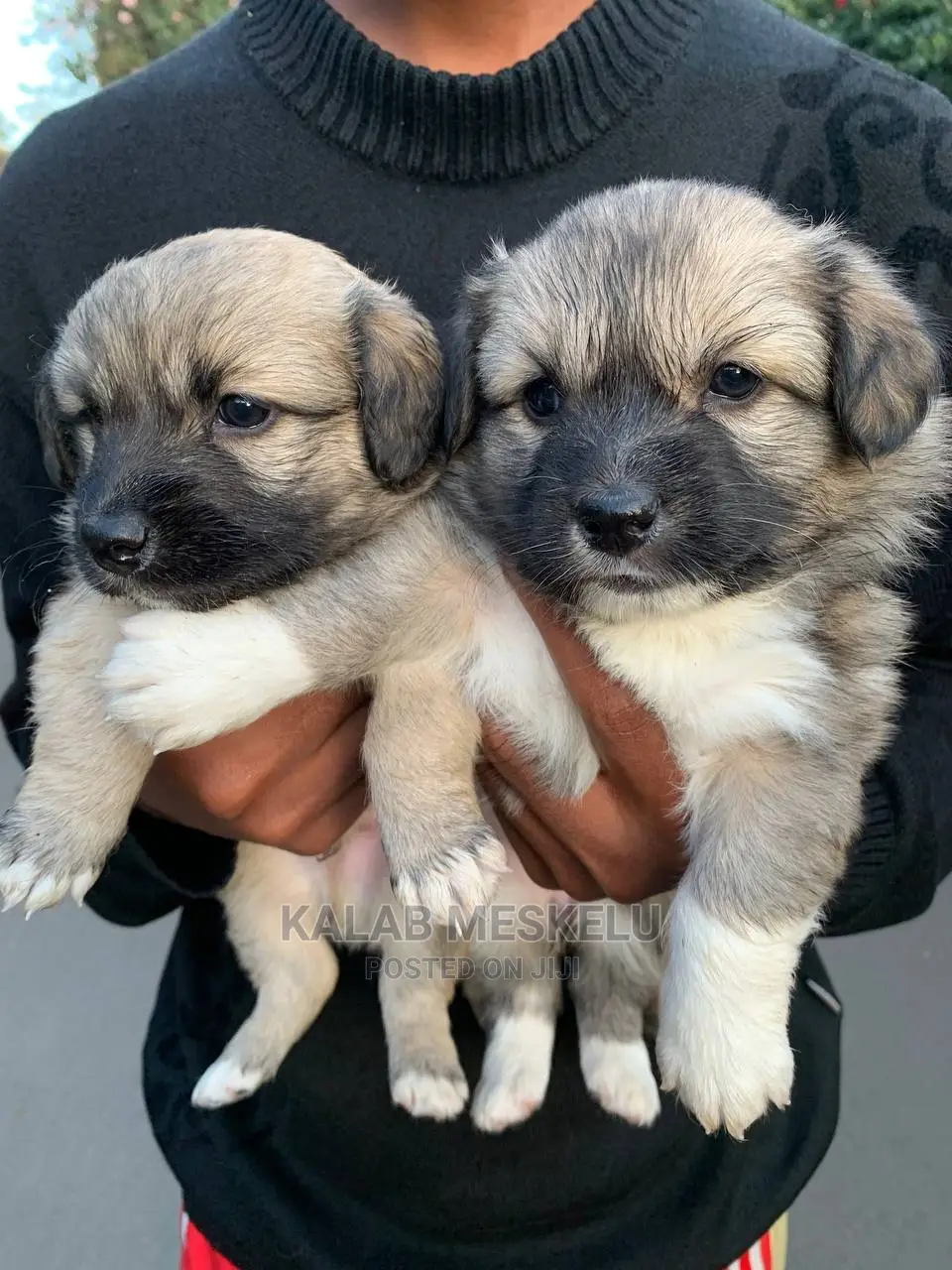 1-3 Months Male Purebred Shih Tzu