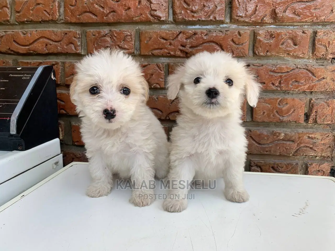 1-3 Months Male Purebred Maltese