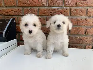 1-3 Months Male Purebred Maltese