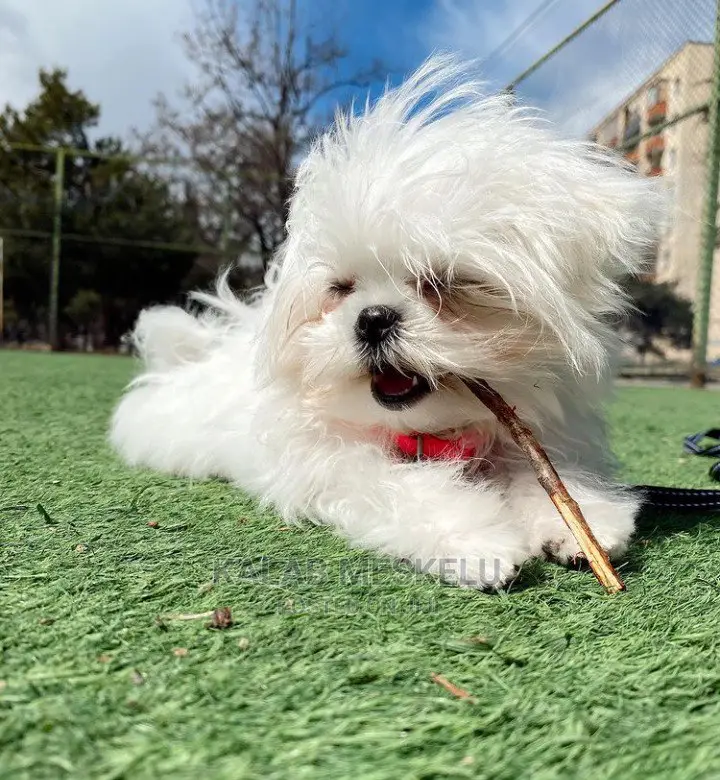 1-3 Months Male Purebred Maltese