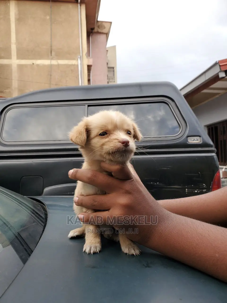 1-3 Months Female Purebred Dog