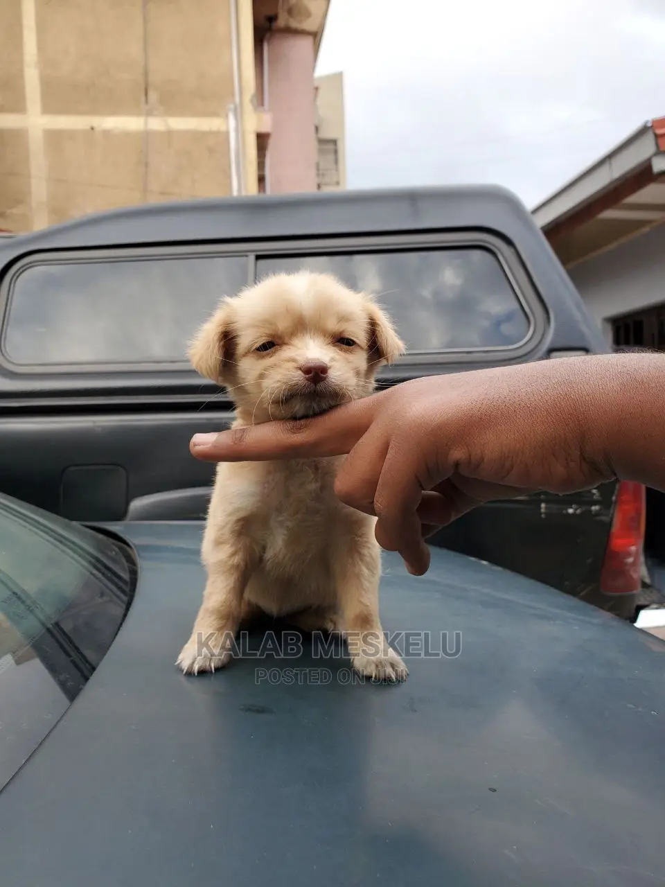 1-3 Months Female Purebred Dog