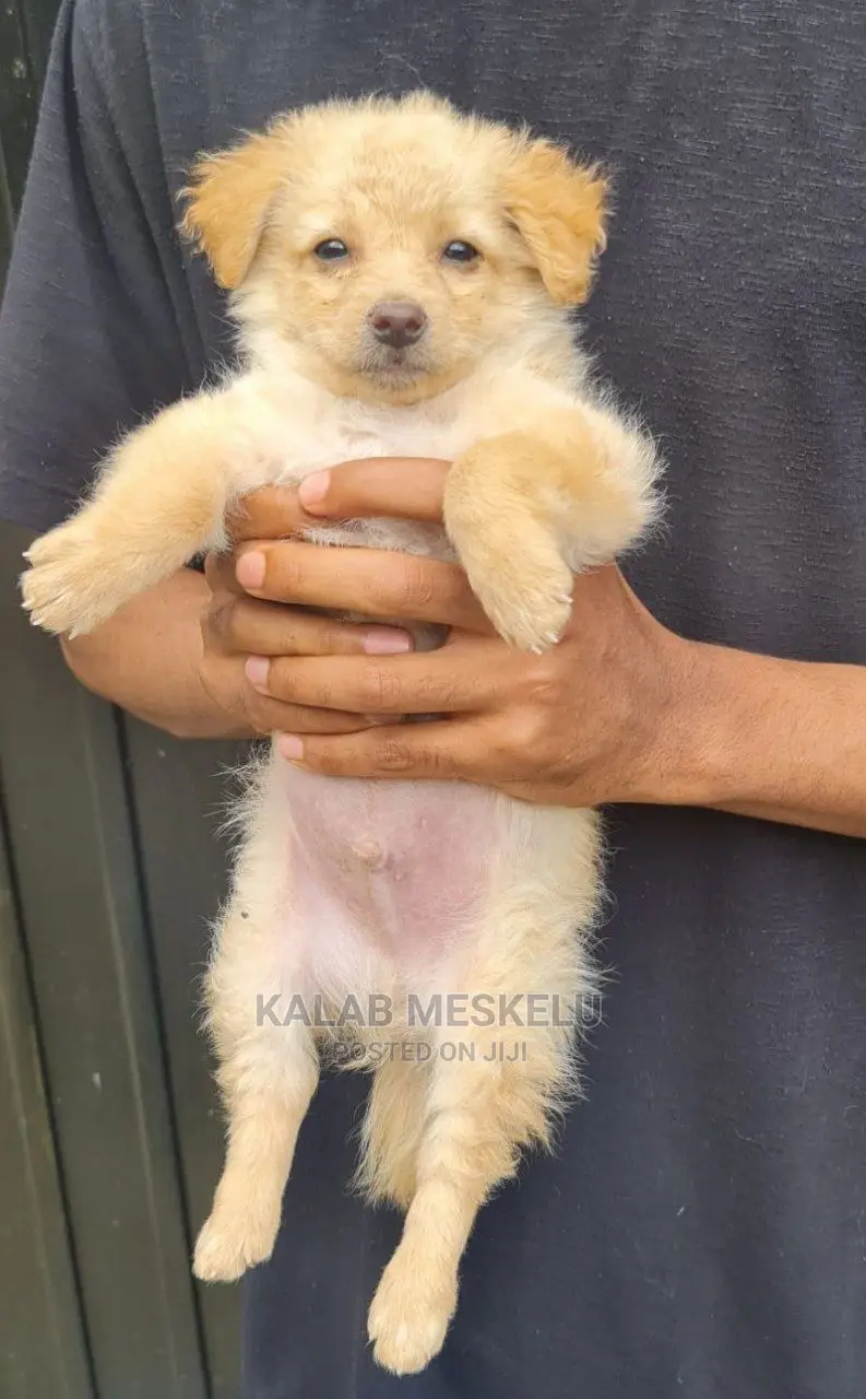 0-1 Month Male Purebred Papillon