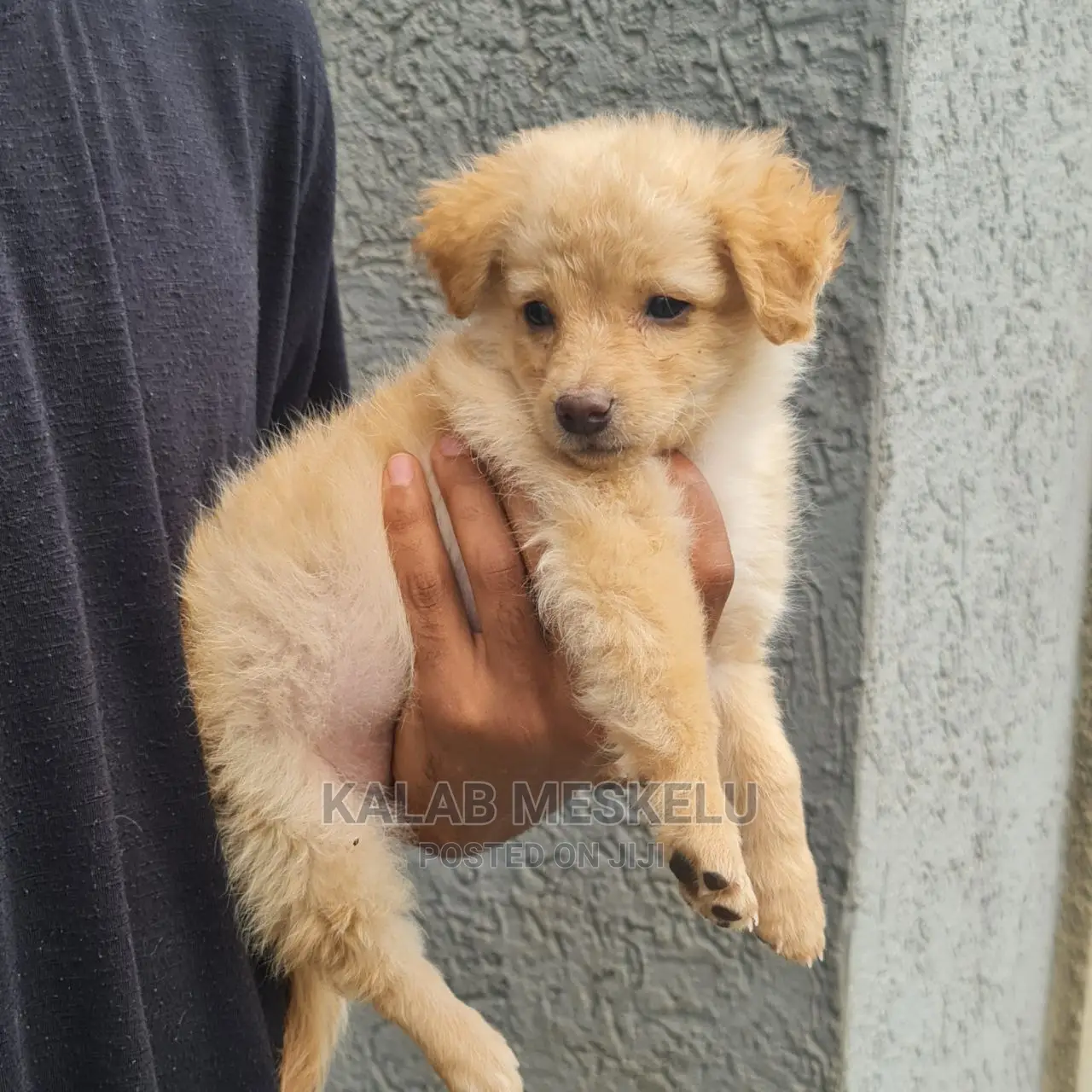 0-1 Month Male Purebred Papillon