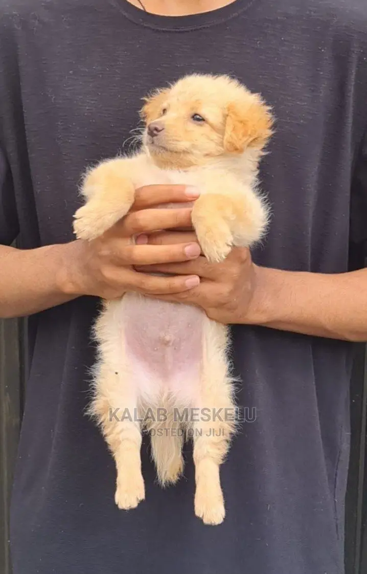 0-1 Month Male Purebred Papillon