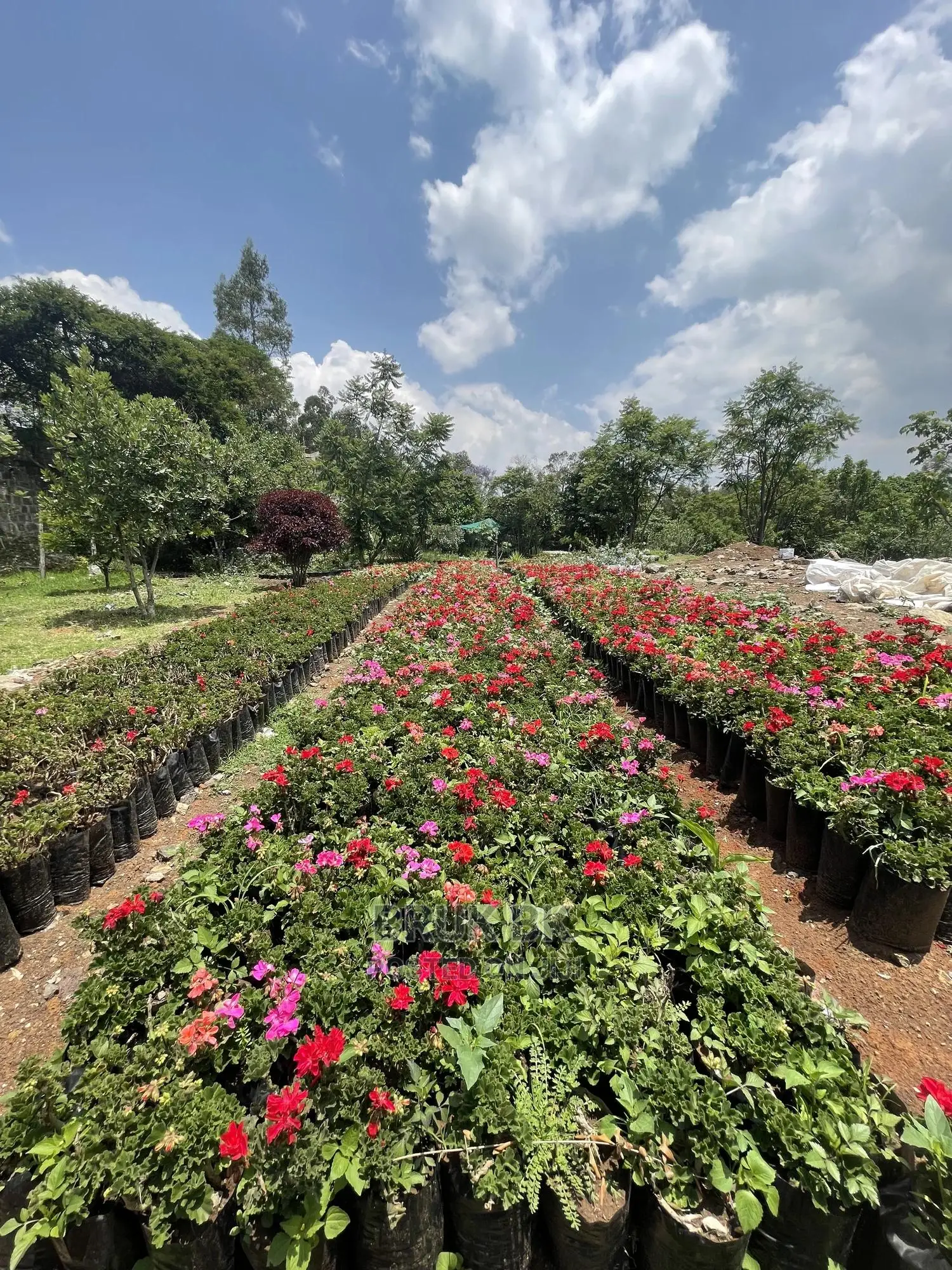 Geranium Different Colorful Flowers