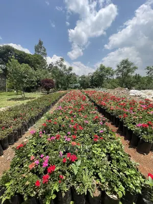 Geranium Different Colorful Flowers