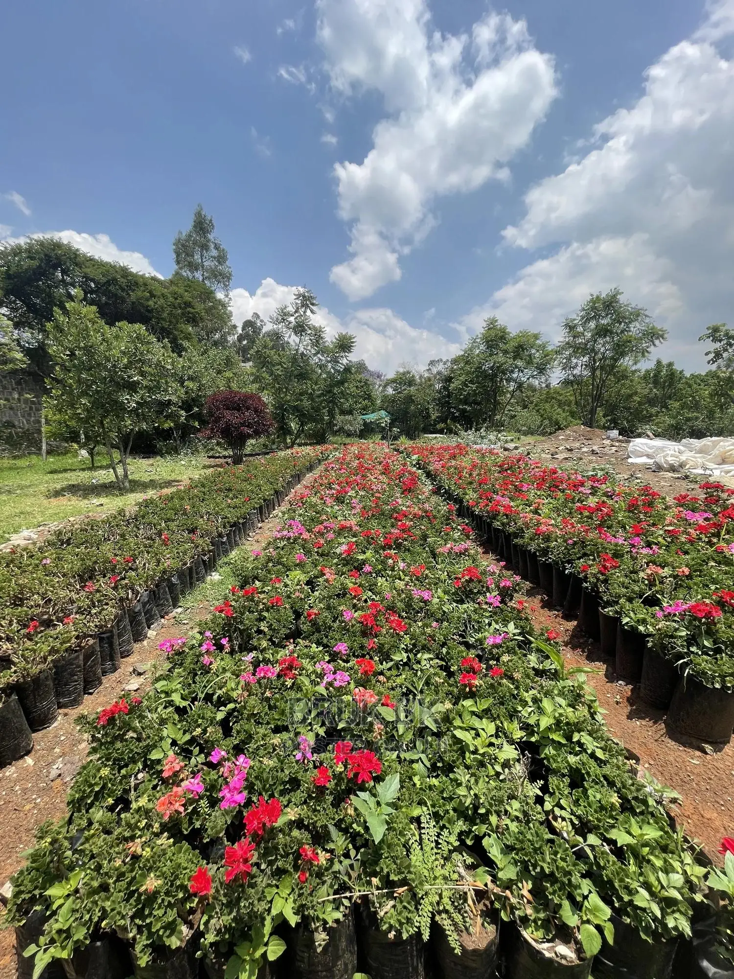 Geranium Different Colorful Flowers