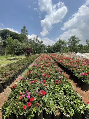 Geranium Different Colorful Flowers