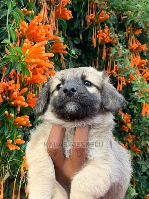 1-3 Months Male Purebred Havanese