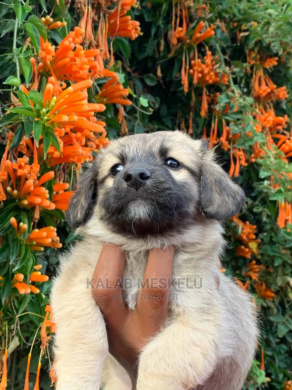 1-3 Months Male Purebred Havanese