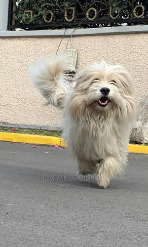 1-3 Months Male Purebred Havanese