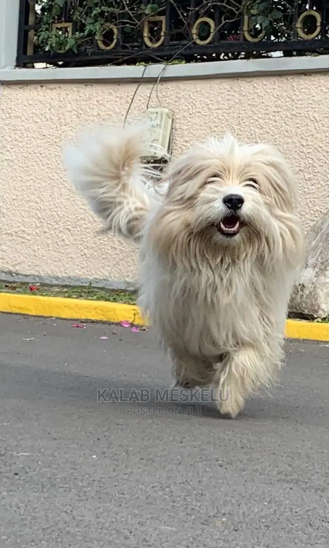 1-3 Months Male Purebred Havanese