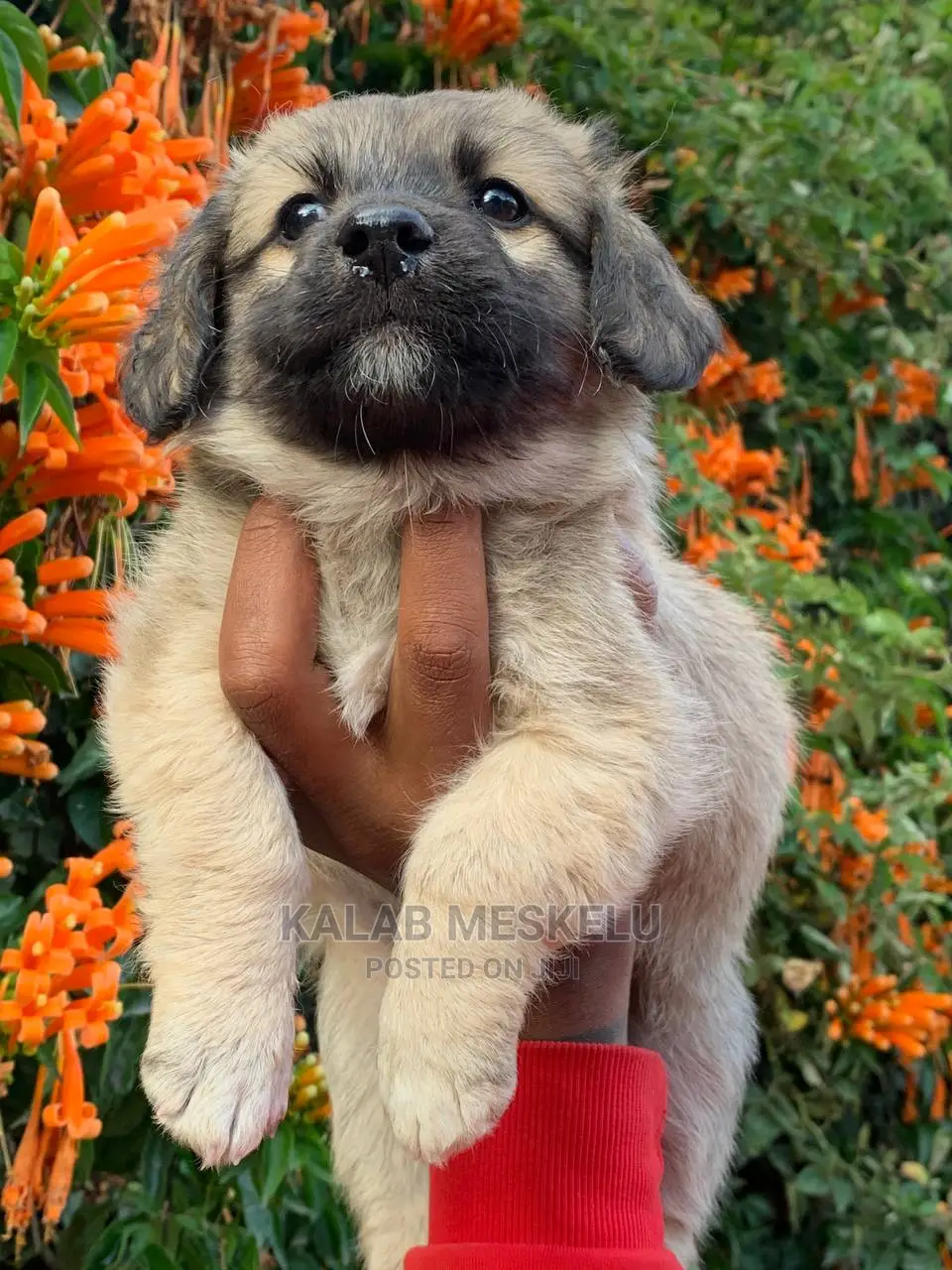 1-3 Months Male Purebred Havanese