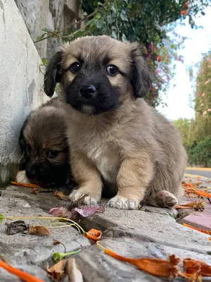1-3 Months Male Purebred Havanese
