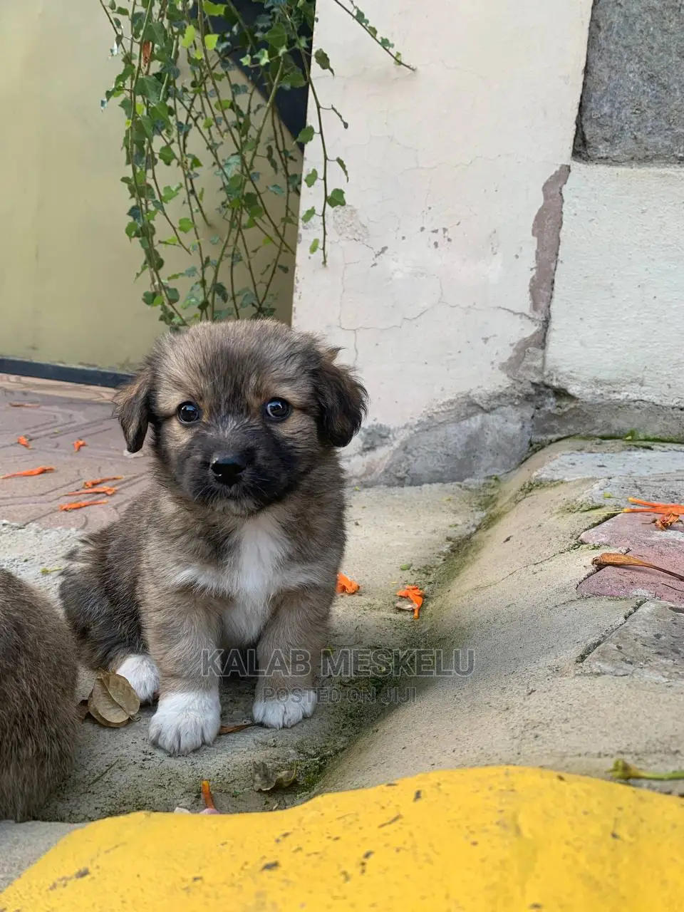 1-3 Months Male Purebred Havanese