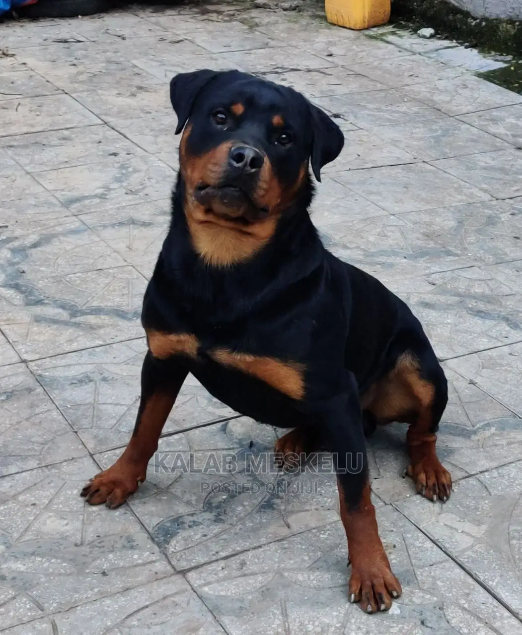 1+ Year Male Purebred Rottweiler