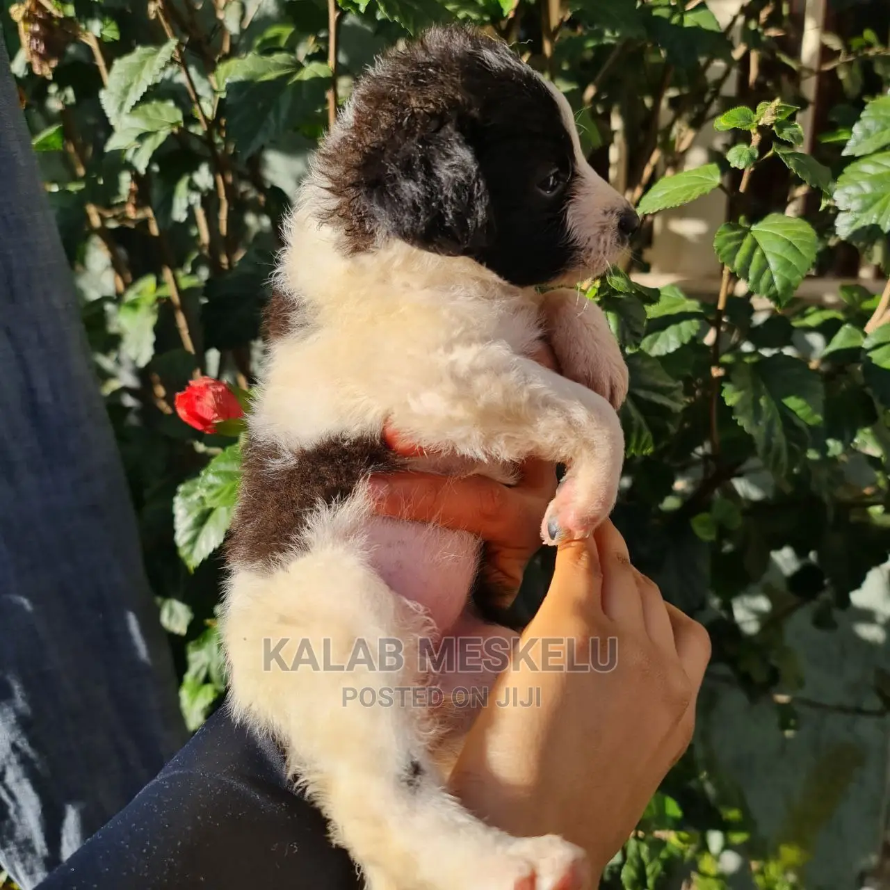 1-3 Months Male Purebred Dog